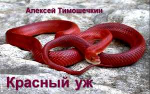 Красный уж | Алексей Тимошечкин